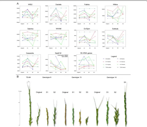 Figure 1 Copy numbers and morphology. (a) Dynamics of transposable element (TE) copy numbers in three self-pollinated generations ofthree genotypes from the Kishon population of Aegilops speltoides (shown by lines)