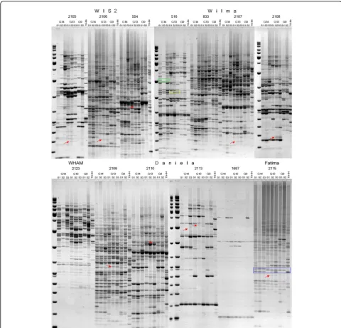 Figure 2 Inter-retrotransposon amplified polymorphism (IRAP) analyses for several transposable elements (TEs) in the progeny ofthree genotypes