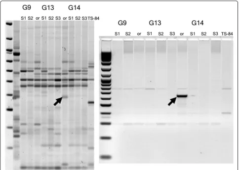Figure 3 Analysis of unique inter-retrotransposon amplified polymorphism (IRAP) bands