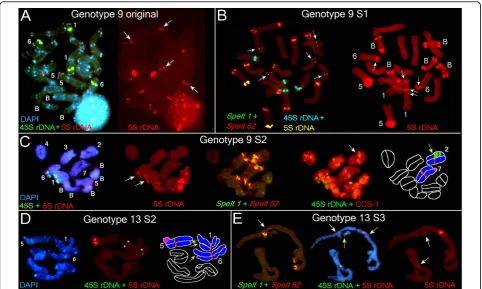 Figure 5 Fluorescencethe G13 S3 plant (left). Small45S rDNA with DAPI staining (middle)