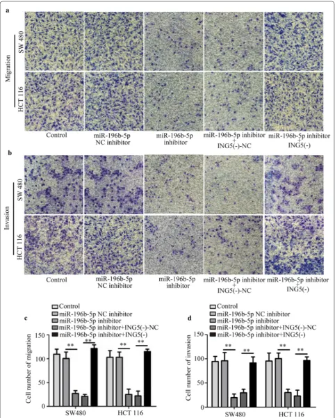 Fig. 8 ING5 knockdown mediates the effects of miR-196b-5p inhibitor on CRC cell migration and invasion