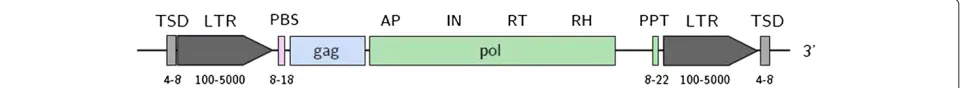 Figure 1 Structure of a typical long terminal repeat retrotransposon. Adapted from [5]