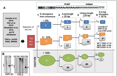 Figure 2 Classification strategy of potentially active Alu loci. A schematic of an Alu element is on the top right, where the body is shown ingray