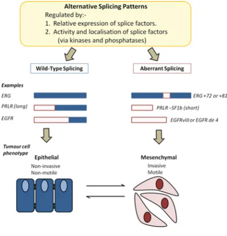 Figure 1Aberrant splicing patterns can affect cellular phenotypes