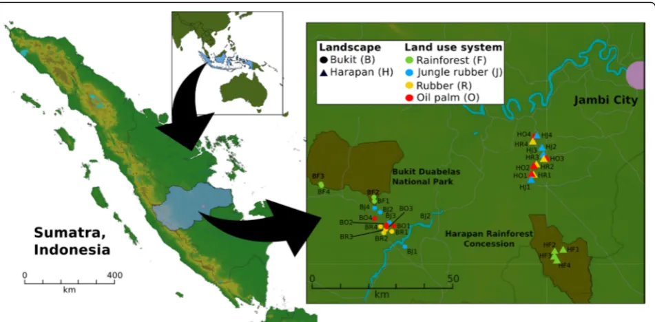 Fig. 1 Sampling sites in the province of Jambi on Sumatra, Indonesia. Four core plots with three subplots per core plot in each converted landuse system and rainforest reference sites were studied
