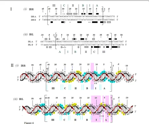 Figure 6 Summary of footprinting patterns of the double-stranded right and left ends of ISIRL are shown within the large brackets, numbered from the outside ends to inside ends as described in Figure 4