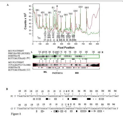 Figure 8 Quantitative comparisons of the protection patterns of the bottom strands of MJcj and MJpc substratesthe data in Figures 7A, B and Figure 8A