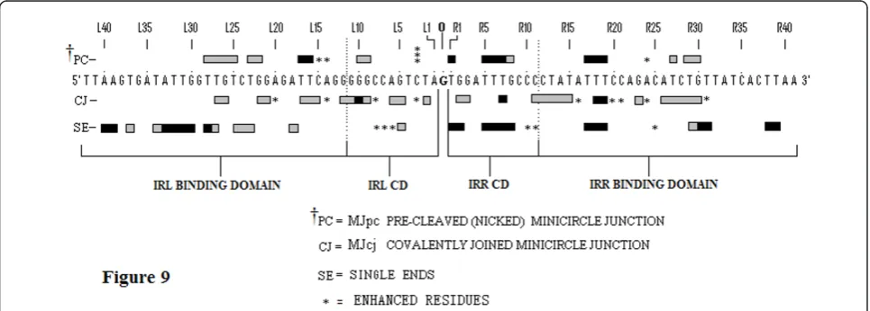 Figure 9 Comparisons of protection patterns of the bottom strands of the single-end, MJcj and MJpc substrates
