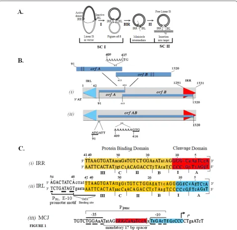 Figure 1 Organization of the IS(Pmandatory 17 base pair spacer. CD: cleavage domain; F-8: figure-of-eight; IRR/IRL: right and left inverted repeats; IS: insertion sequence; SC:the consensus sequence) drives the events of Step I of the transposition pathway