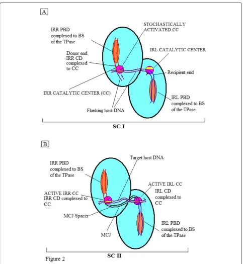 Figure 2 Idealized schematic representations of synaptic complexes (SC I and SC II) of circle-forming insertion sequencescomplex is shown as a dimer (aqua ovals) with a BS (orange) and a CC (purple)