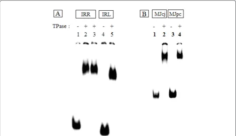 Figure 3 Protein-DNA complexes visualized by gel retardation assays run on 5% polyacrylamide gelspurified IS
