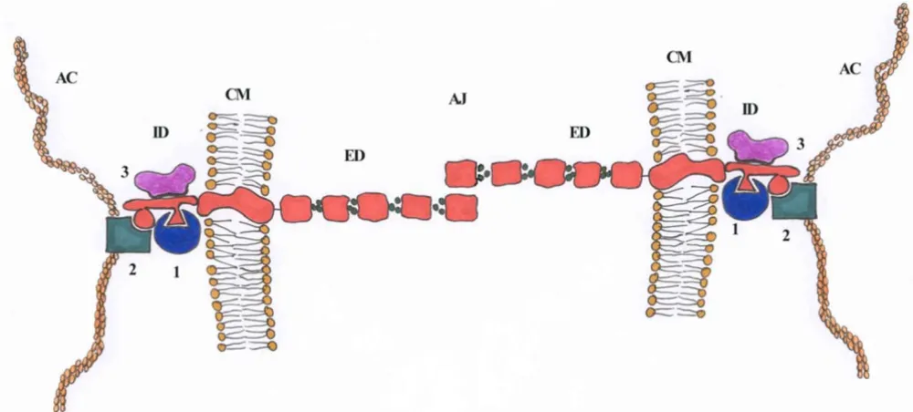 Figure 2Shematic illustration of E-cadherin in adherens junctionShematic illustration of E-cadherin in adherens junction