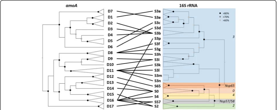 Fig. 1 Congruence betweencluster are given in Table amoA and 16S rRNA gene cladograms for Nitrosospira cultures and genomes used in this study