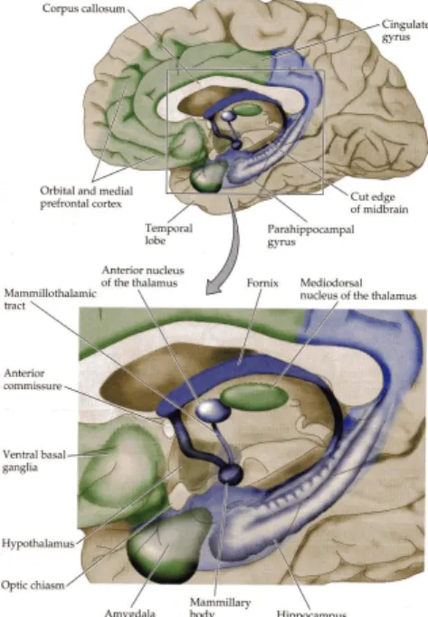 Figure	  1	  A	  schematic	  outline	  of	  the	  limbic	   system	  (From	  Neurosciences,	  Purves	  et	  al.,	  