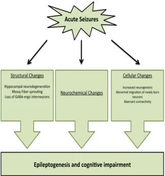 Figure	   2	   A	   schematic	   outlines	   of	   pathological	   mechanism	   in	   Mesial	   Temporal	   Sclerosis,	   inspired	   from	  the	  report	  of	  Kuruba	  et	  al.	  (2010)	   	  