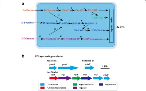 Fig. 4 Putative nucleotide sugars biosynthesis pathway and EPS synthesis gens in P. manganicus JH-7T