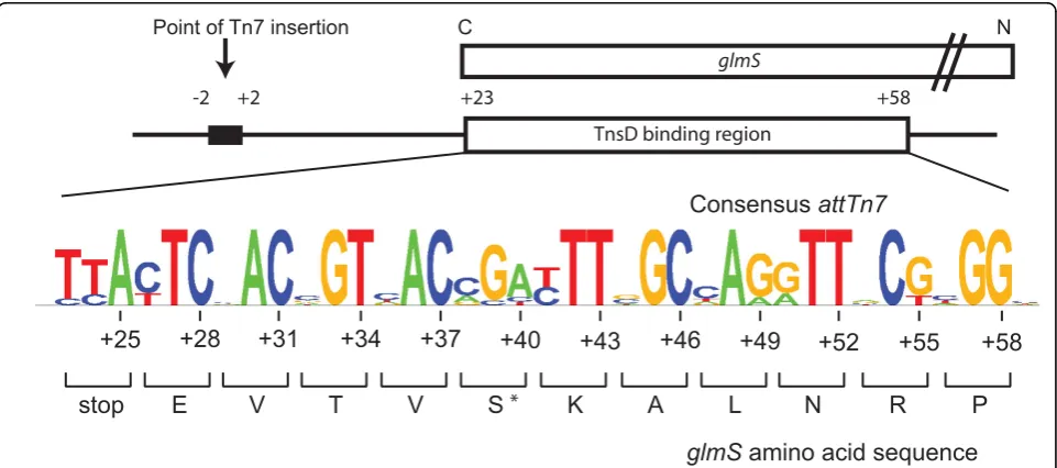 Figure 1 The organization of attTn7. A schematic representation of the attTn7 at the C-terminus of the glmS gene with the TnsD binding siteis shown