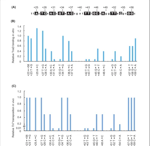 Figure 2 attTn7subsequently analyzed by mutation are boxed.attTn7Graphical representation of the relativecontaining plasmid as a target for target activity