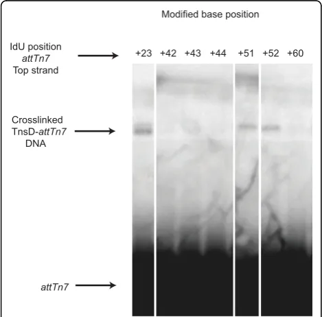 Table 1 TnsD binding to attTn7 in vivo