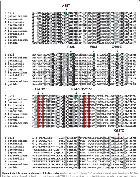 Figure 4 Multiple sequence alignment of TnsD proteinshttp://www.ebi.ac.uk/t-coffee) showing the highly conserved CCCH zinc finger motif and the isolated dominant-negative mutants with referenceto