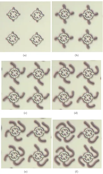 Figure 2. Experimental laboratory snapshots (optical microscopy) of col-liding LC ﬁngers, taken with an applied 1kHz ac voltage with an amplitudeof 1.5V