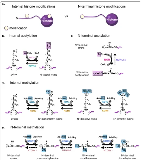Fig. 1 Comparison of Internal vs N-terminal histone modifications. a Internal (In) modifications are deposited on the side chain of internal amino acids on the octameric core domain or the N-terminal tails of histone proteins