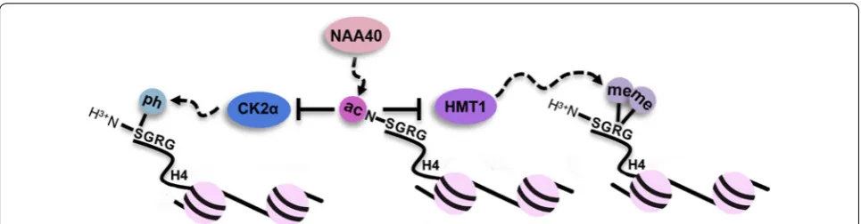 Fig. 2 Interplay between N-terminal and Internal histone  modifications. N-terminal acetylation on histone H4 (N-acH4) blocks CK2α-mediated serine 1 (S1) phosphorylation [28]