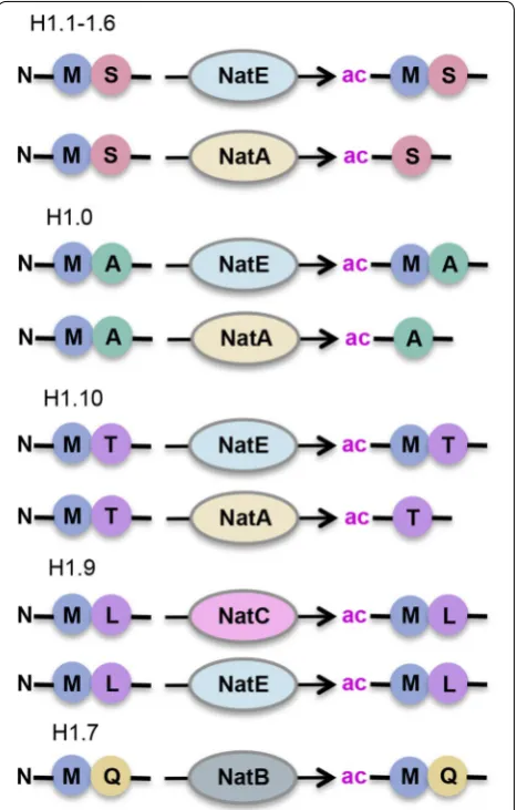 Fig. 4 Putative N-terminal acetylation of H1 histone variants. The N-alpha terminus of initiator methionine (iMet) at H1.1-1.6, H1.0 and H1.10 variants can be acetylated by NatE