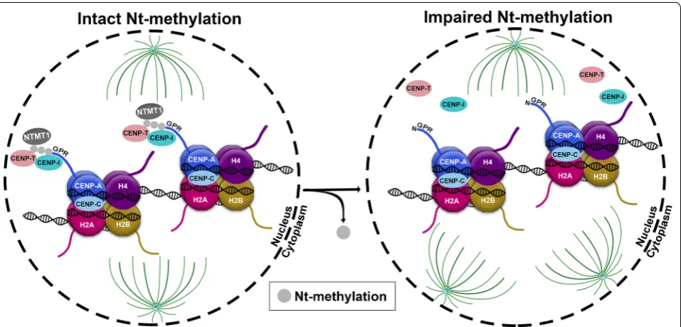 Fig. 5 The role of NTMT1-mediated N-me [centromere specific histone CENP-A (N-me [complex at centromeric chromatin to secure kinetochore function and accurate segregation of chromosomes