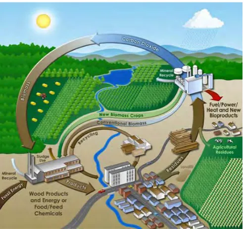 Figure 2.2 : Biomass Energy Cycle (Sriram & Shahidehpour, 2005).  