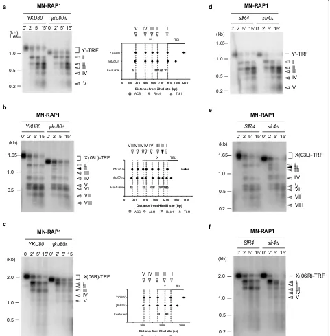 Fig. 4 Chromatin organization of subtelomeric elements is independent of telomere length and the SIR complex