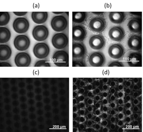 Fig. 2Images of recalciﬁed plasma sample supplemented with ﬂuo-microscopy, 10rescently labelled ﬁbrinogen and tested in aPTT reagent-coated (aPTT-SP) lateral ﬂow platforms captured using (a) bright light microscopy,20�, at 5 s, (b) bright light microscopy, 20�, at 10 min, (c) ﬂuorescence�, at 5 s and (d) ﬂuorescence microscopy, 10�, at 10 min.