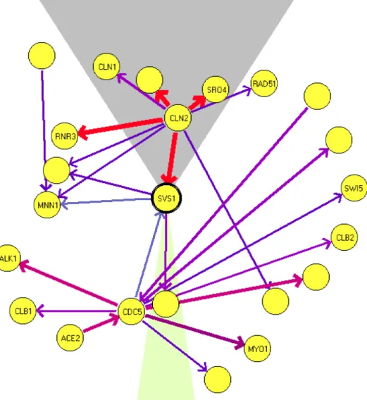 FIG. 2. An example of the graphical display of Markov features. This graph shows a “local map” for the gene SVS1