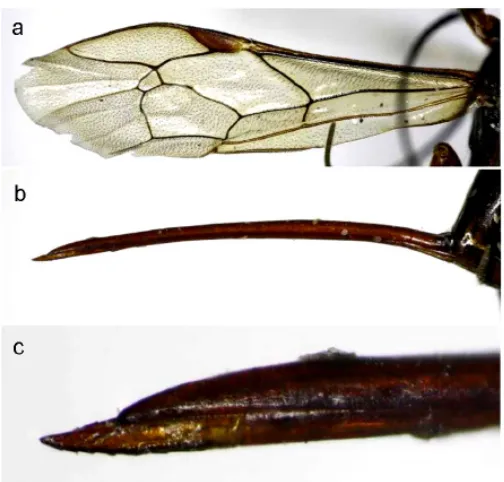 Fig. 1. Pimplinae a. Fore wing, b. Ovipositor in lateral view, c. Tip part of ovipositor in lateral view.