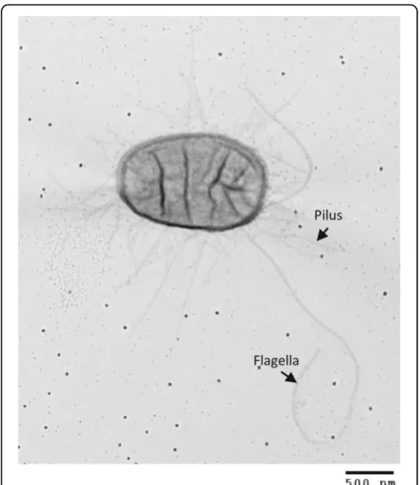 Fig. 1 Transmission electron micrograph of E. coli BG1. The strainBG1 is a rod-shaped bacteria with a length of 1.5–2 μm and a diameterof 1 μm