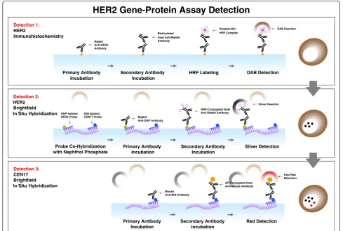 Figure 1 Scheme for simultaneous visualization of human epidermal growth factor receptor 2 (HER2) protein, thedigoxigenin (DIG)-labeled CEN17 probe