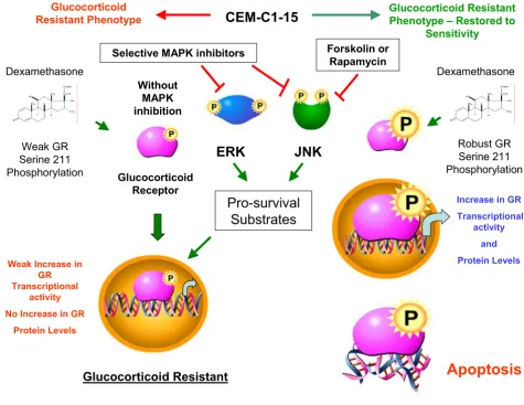 Figure 9Agents that restore GC-sensitivity to CEM-C1-15 cells converge on the GR and MAPK pathwaystors, FSK, or rapamycin