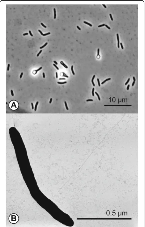 Fig. 1 Morphology of D. alkaliphilus AHT1T. a Phase contrast micrographof cells. b Electron microscope image of a D