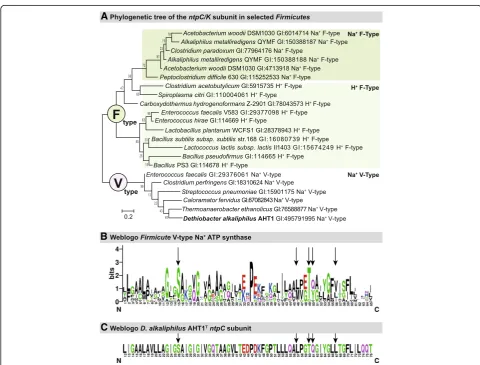 Fig. 6 abar indicates 0.2% sequence difference. Phylogeny of the F- vs. V-type ATPase within the Firmicutes