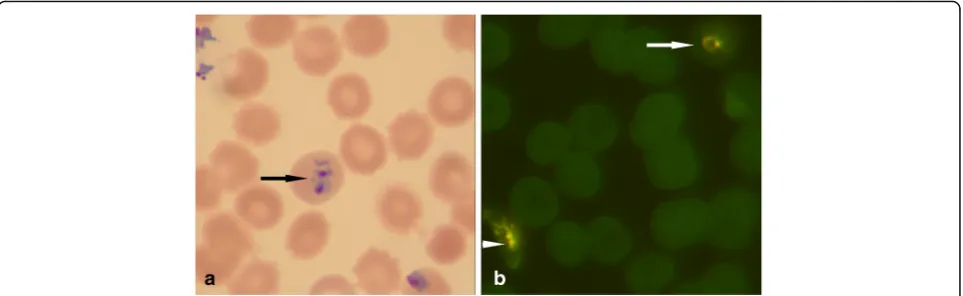 Fig. 1 Comparison of microscopy methods. Panel a displays a positive sample using GS showing a positive red cell by the black arrow