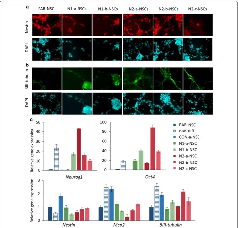 Fig. 8 Neural stem cells derived from cells lacking Hmgn1 or Hmgn2 show loss of NSC identity