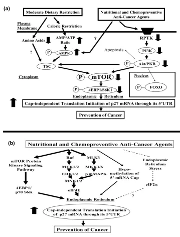 Figure 10region (-575) of p27 mRNASchematic drawings of the hypothetical signaling pathways that could lead to activation of the unusually long 5'-untranslated Schematic drawings of the hypothetical signaling pathways that could lead to activation of the u