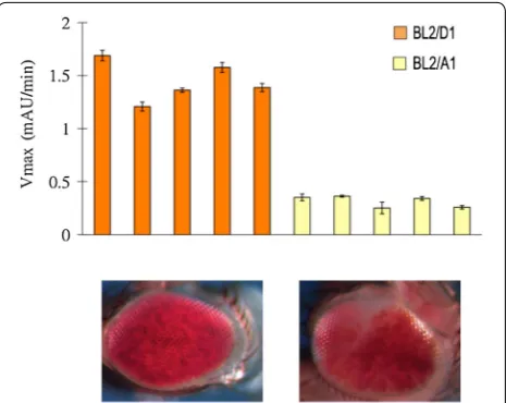 Fig. 3 PEV phenotype of the Y-linked BL2 reporter in the A1 and D1 genetic backgrounds