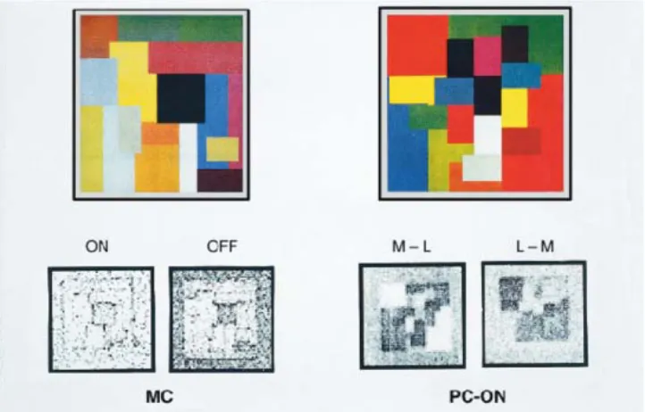 Fig. 4 (Left) MC-cells respond to contours. (Right) PC-cells respond to wavelength distributions
