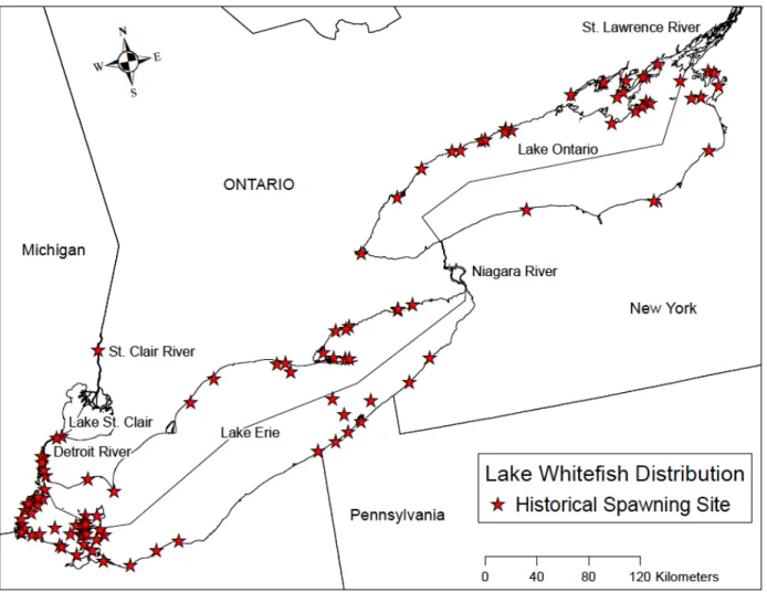 Fig. 1. Sites historically used for spawning by Lake Whitefish in Lake Erie, Lake Ontario, and  connecting channels restricted to depths less than 25m