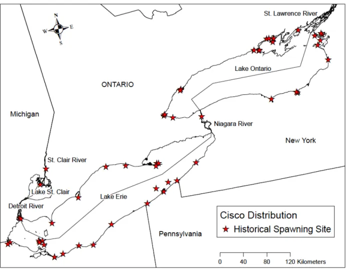 Fig. 2. Sites historically used for spawning by Cisco in Lake Erie, Lake Ontario, and connecting  channels restricted to depths less than 25m