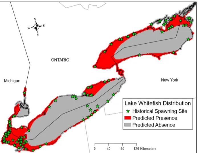 Fig. 4. Output map from Lake Whitefish CART model highlighting predicted areas of spawning  presence and absence across the study area