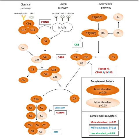 Fig. 1 Illustration of the complement activation pathway with annotations for quantified glomerular proteins in progressive versus non‑progressive IgAN patients