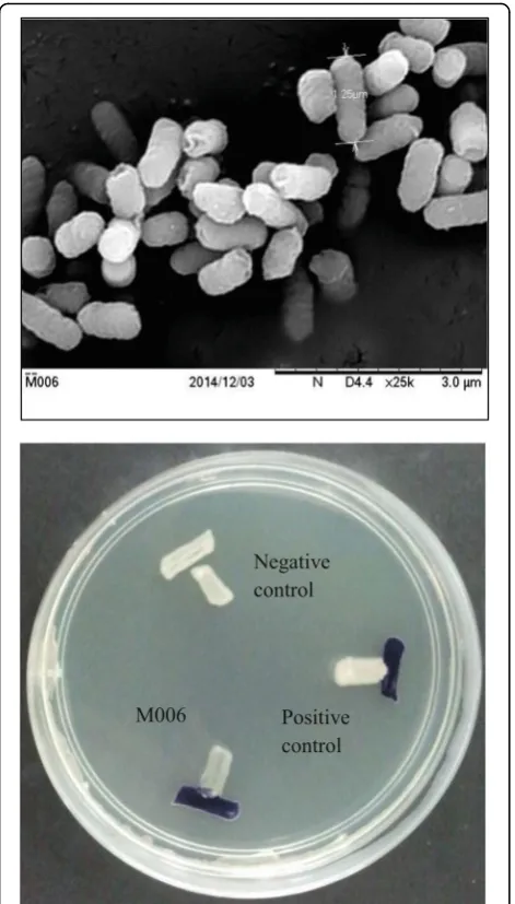 Fig. 2 Scanning electron micrograph of Cedecea neteri M006. Scalebar 3.0 μm
