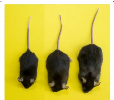 Table 2 Proteomic changes in white adipose tissue of humans and WT mice